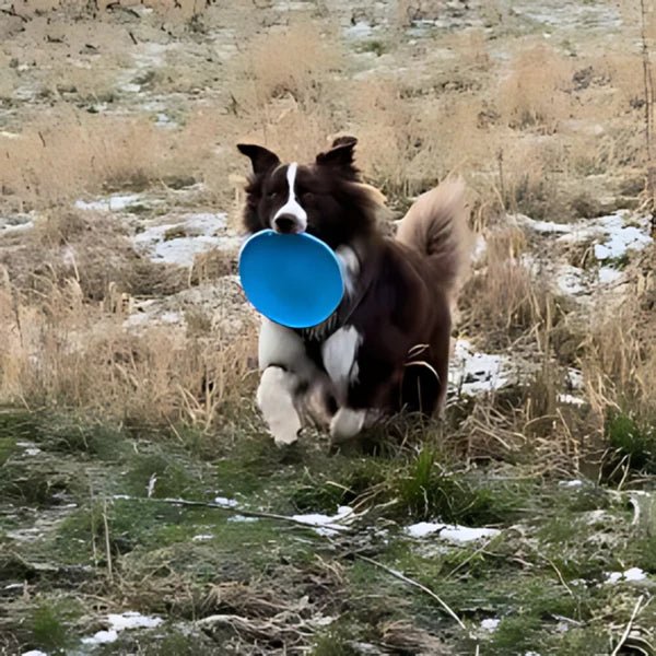 Frisbee - FlyDog™ - Bleu - Le Royaume des toutous