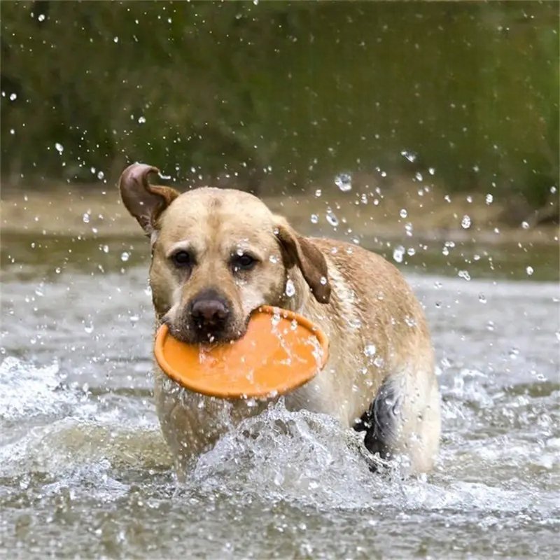 Frisbee - FlyDog™ - Orange - Le Royaume des toutous