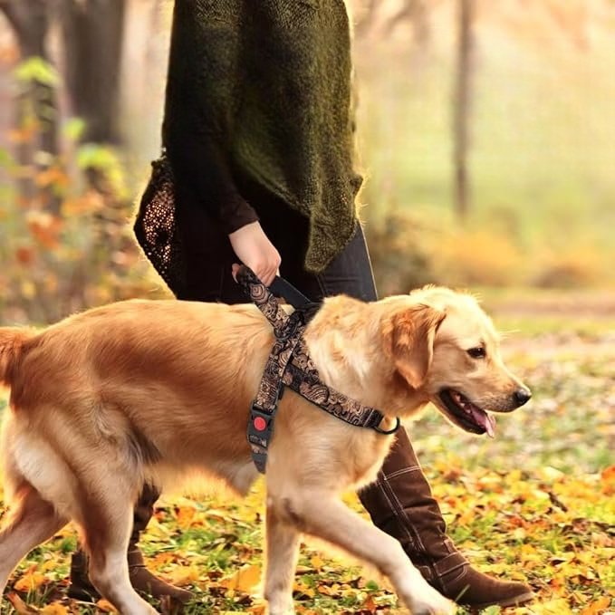 Harnais Chien - DogSafeHarness™ - Noir Doré - Le Royaume des toutous