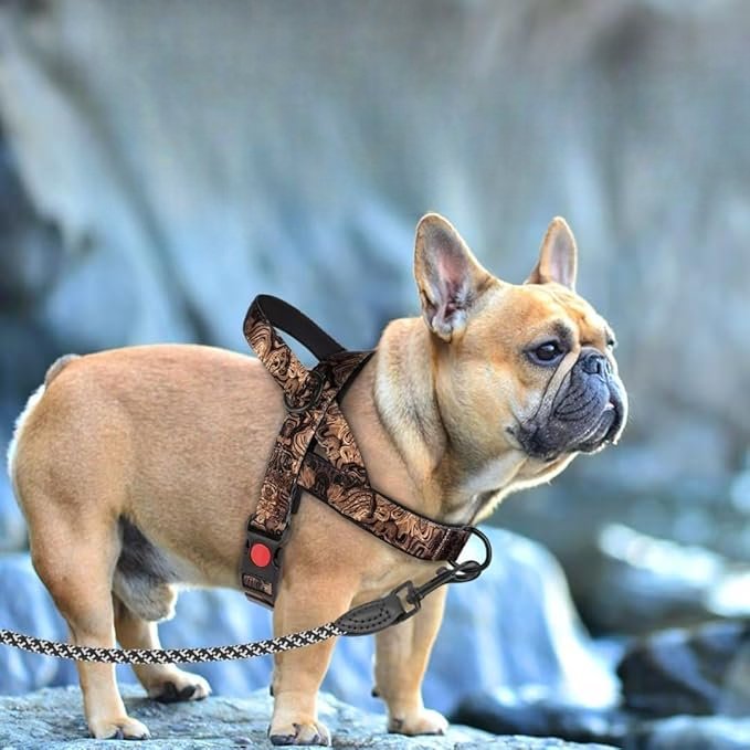 Harnais Chien - DogSafeHarness™ - Noir Doré - Le Royaume des toutous
