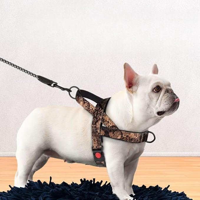 Harnais Chien - DogSafeHarness™ - Noir Doré - Le Royaume des toutous