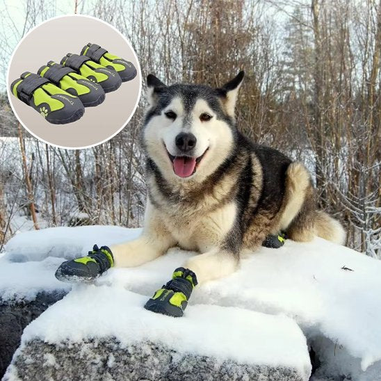 chaussure chien | PattProtect