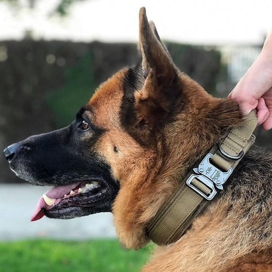 Collier pour chien | Robuste & Confortable