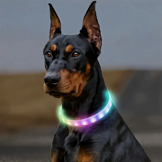 Collier LED pour chien | NightSafe