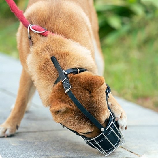Muselière pour chien | Confort Secure