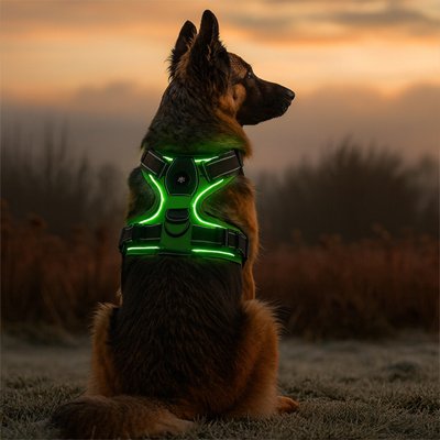 Harnais chien | LED Sécurité Nocturne