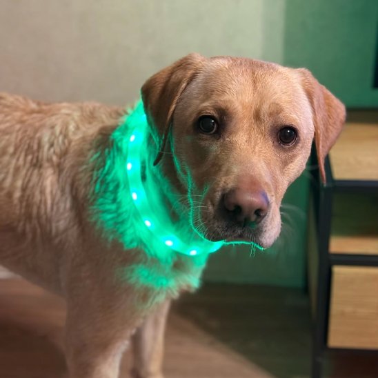 Collier LED pour chien | NightSafe