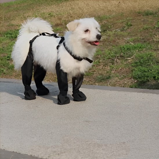 Bottes pour chien | Imperméables