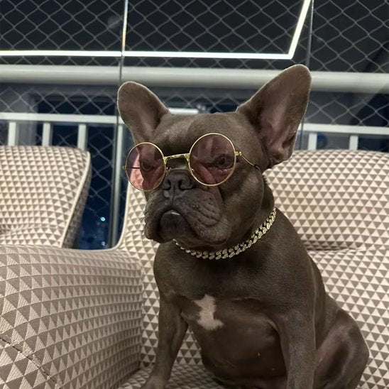 Collier chien | Cubain Élégance Doré