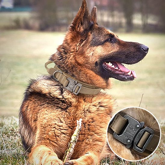 Collier pour chien | Robuste & Confortable