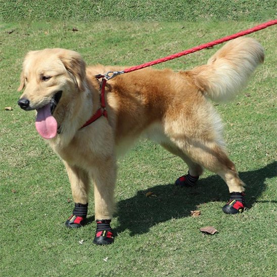 chaussure chien | PattProtect