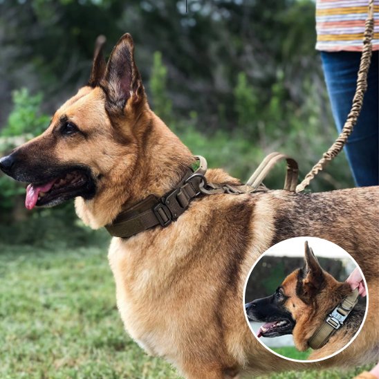 Collier pour chien | Robuste & Confortable