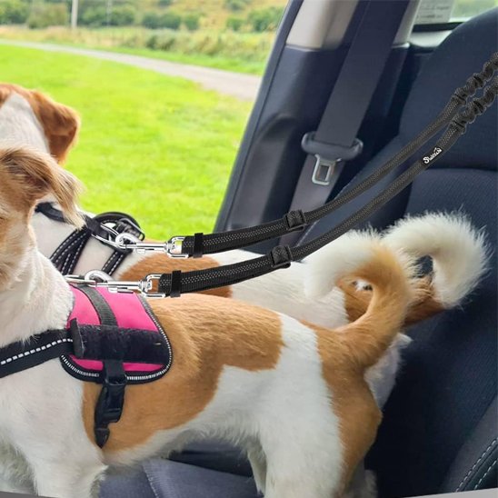 Double laisse pour chien | PromenEasy