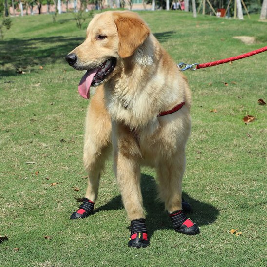 chaussure chien | PattProtect