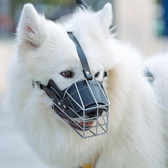 Muselière pour chien | Confort Secure
