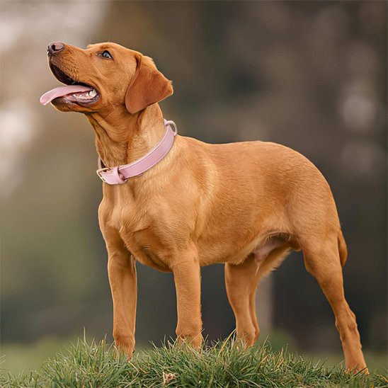 Collier chien | Cuir Véritable