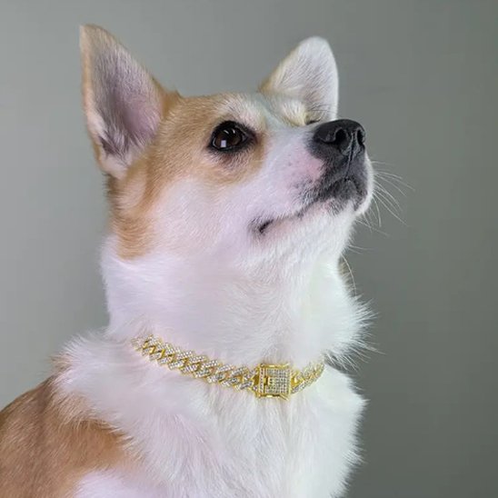 Collier chien | Cubain Élégance Doré