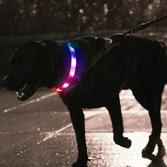 Collier LED pour chien | NightSafe