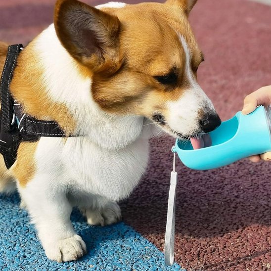 Gourde pour chien | Portable & Pliable