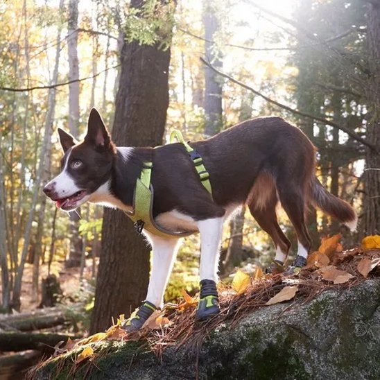 chaussure chien | PattProtect