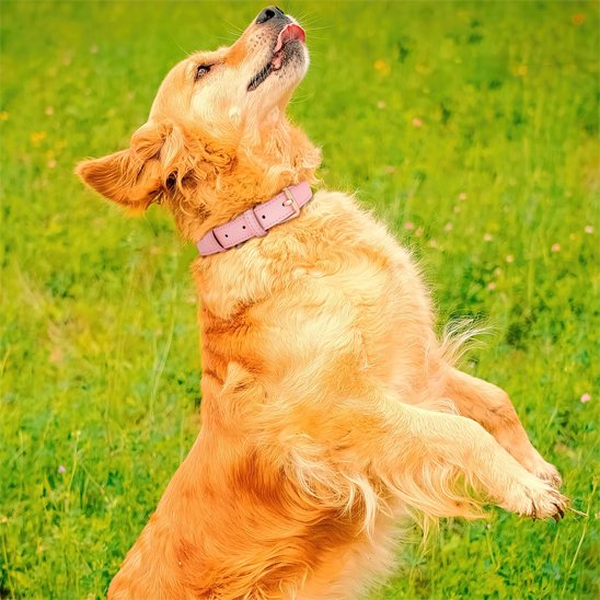 Collier chien | Cuir Véritable