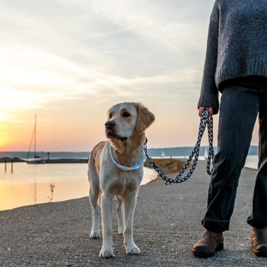 Collier LED pour chien | NightSafe