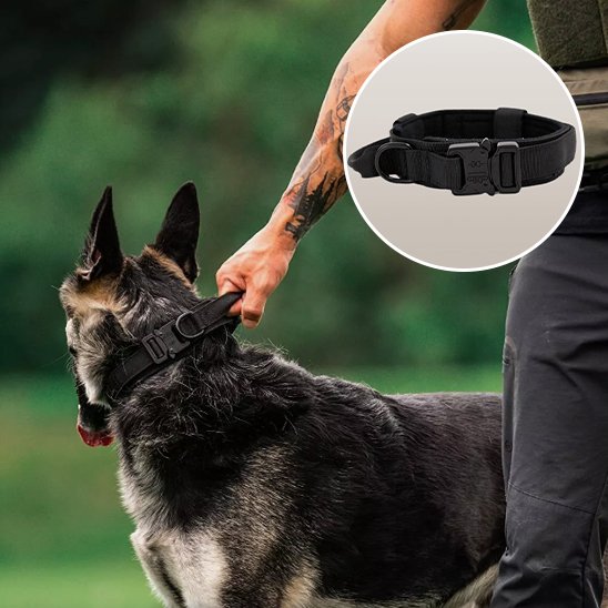 Collier pour chien | Robuste & Confortable