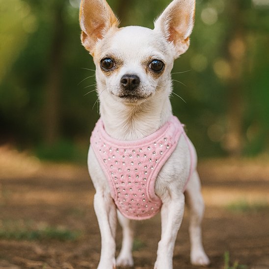 Harnais petit chien | Élégance Confort