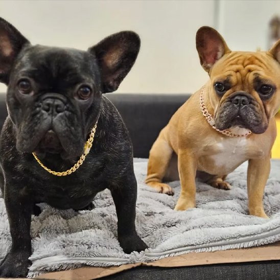 Collier chien | Cubain Élégance Doré