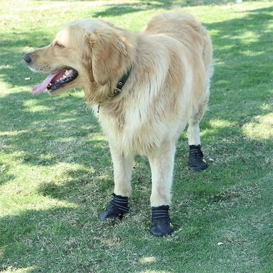 chaussure chien | PattProtect
