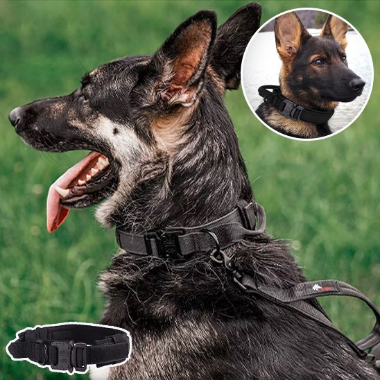 Collier pour chien | Robuste & Confortable