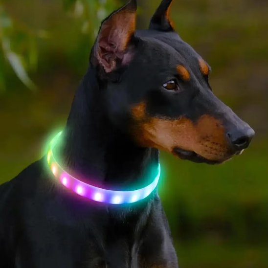 Collier LED pour chien | NightSafe