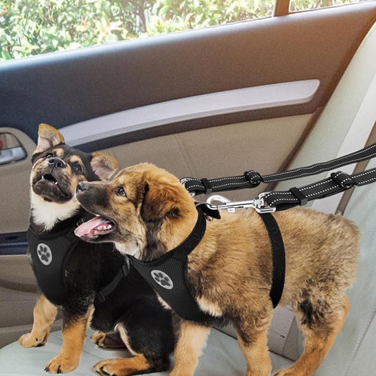 Double laisse pour chien | PromenEasy
