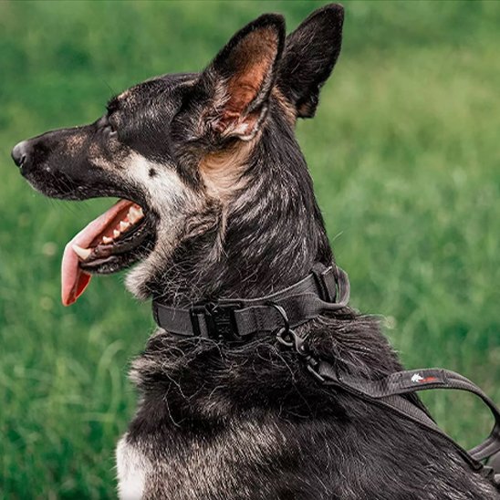 Collier pour chien | Robuste & Confortable
