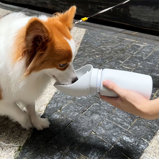 Gourde chien | Nomad 2-en-1