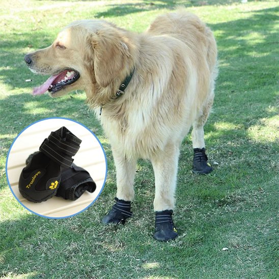 chaussure chien | PattProtect