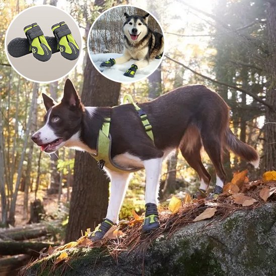 chaussure chien | PattProtect