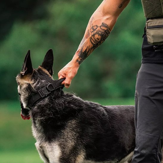 Collier pour chien | Robuste & Confortable