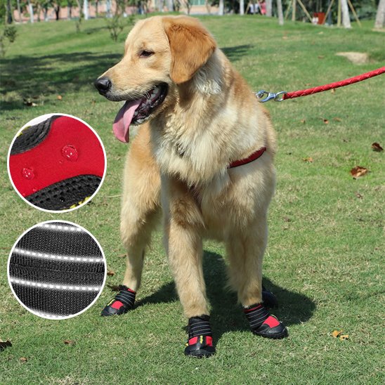 chaussure chien | PattProtect