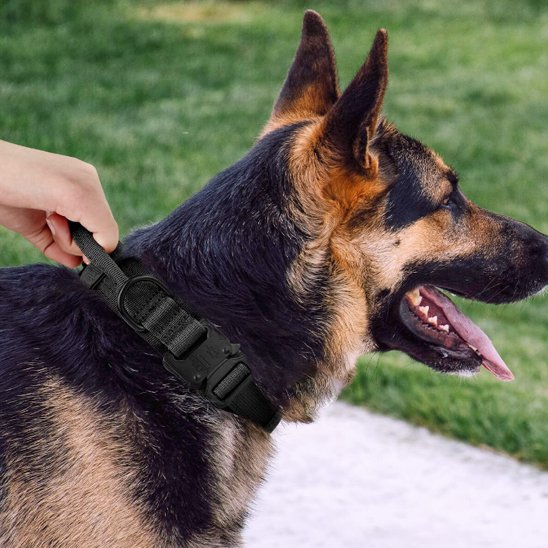 Collier pour chien | Robuste & Confortable