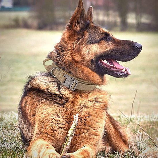 Collier pour chien | Robuste & Confortable