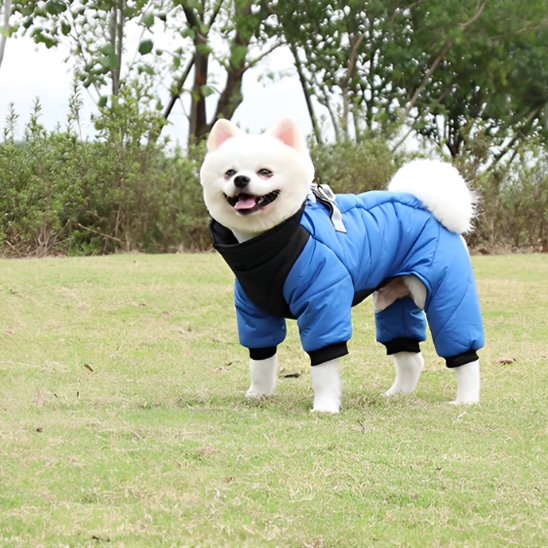 Manteau chien imperméable 4 pattes | Spitz Winter