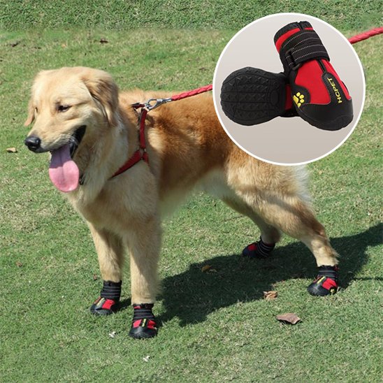 chaussure chien | PattProtect