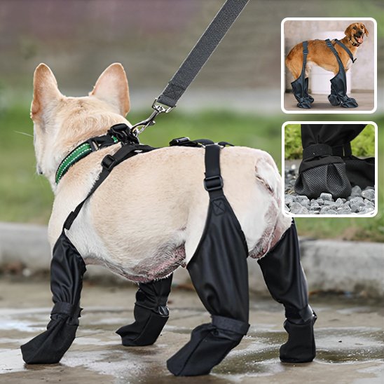 Bottes pour chien | Imperméables