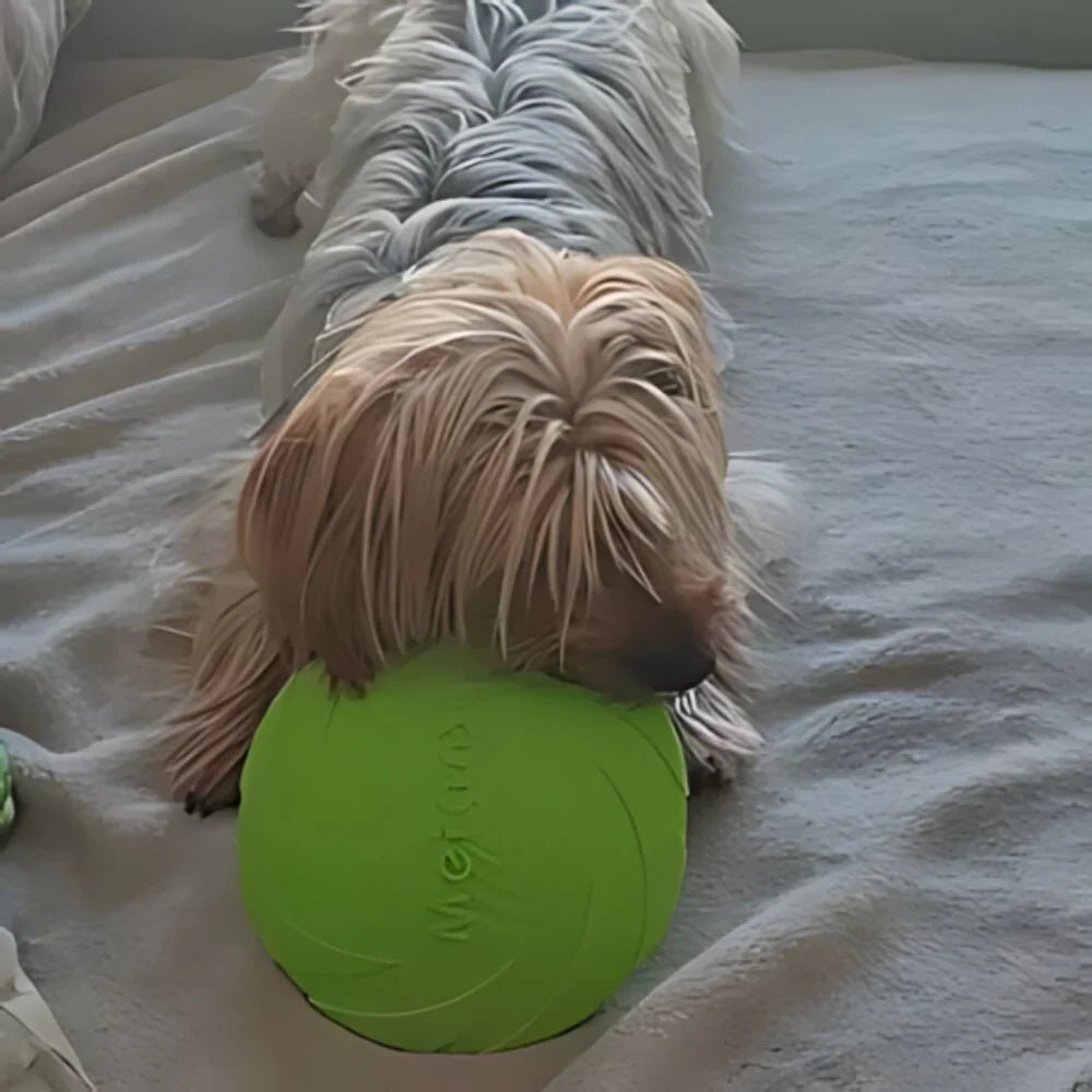 Frisbee - FlyDog™ - Vert - Le Royaume des toutous