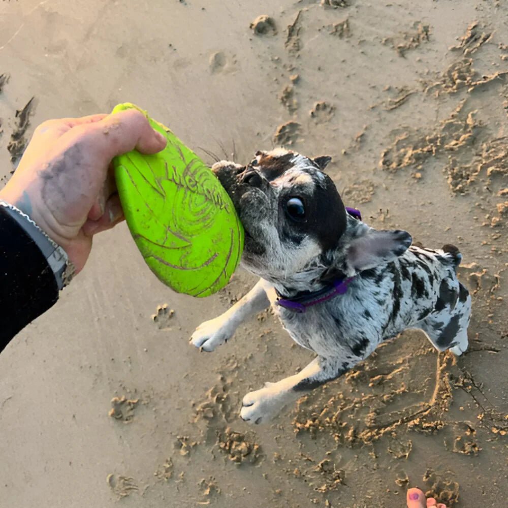 Frisbee - FlyDog™ - Vert - Le Royaume des toutous