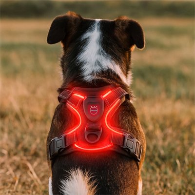 Harnais chien | LED Sécurité Nocturne
