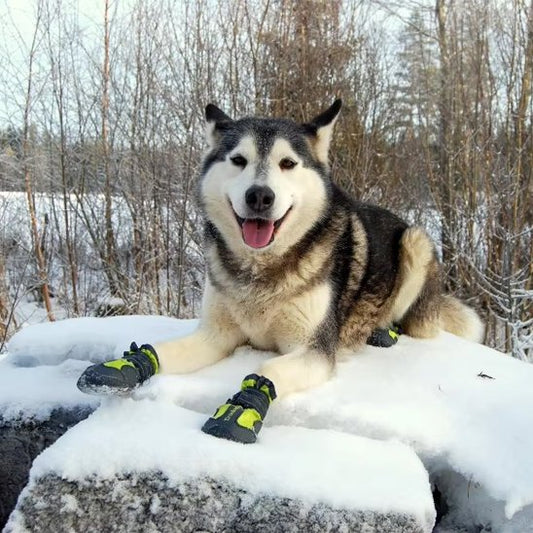 chaussure chien | PattProtect
