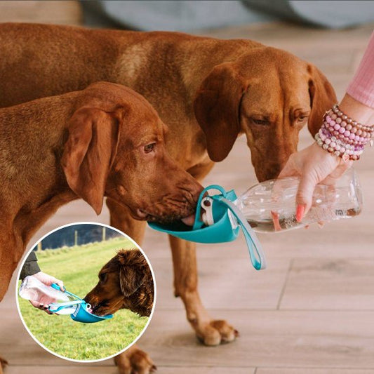 Gourde chien | Portable Anti-fuites