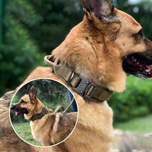 Collier pour chien | Robuste & Confortable
